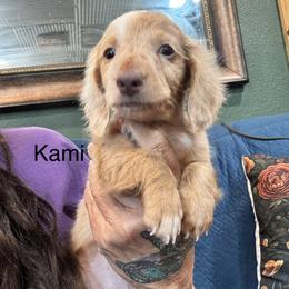 Kami - Dapple female Dachshund puppy in Cabool, Missouri from Dachshund's of Country Magic Farms in Missouri