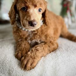 Noelle - Red  female Poodle puppy in Fairfield, Illinois from Positively Doodles