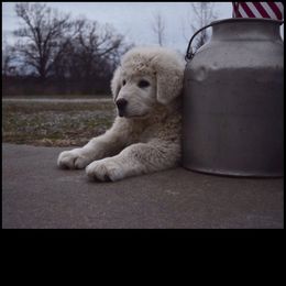 Border Collie and Maremma Sheepdog Puppies from 2J 2K Border Collies & Maremma Sheepdogs