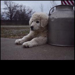 Border Collie and Maremma Sheepdog Puppies from 2J 2K Border Collies & Maremma Sheepdogs