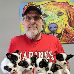 Papillon Puppies from Koh Tang Kennels