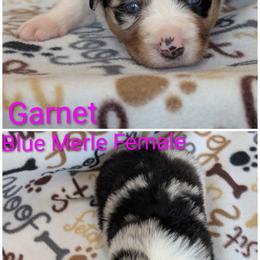 Garnet - Blue merle female Australian Shepherd puppy in Squaw Valley, California from A&M Australian Shepherds
