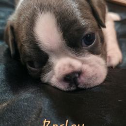 Bosley - Blue male Boston Terrier puppy in Kingsport, Tennessee from Irish Heart Bostons