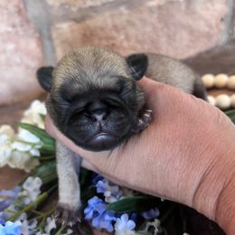 White collar - Fawn male Pug puppy in Tucson, Arizona from Furever Friends