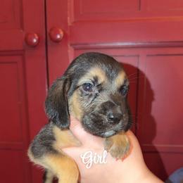 Elodie - Black and tan female Bloodhound puppy in Conway, Missouri from Ozark Mountain Kennel