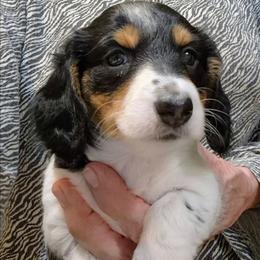 AKC MILLY - Piebald female Dachshund puppy in Bangs, Texas from Lickin'bach Miniature Dachshunds