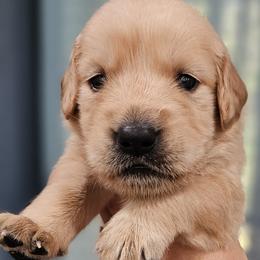 Mr. Black - Light golden male Golden Retriever puppy in Mocksville, North Carolina from Hunting Creek Kennels & Farm
