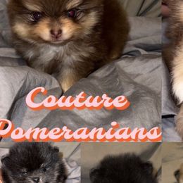 Pomeranians from Couture Pomeranians