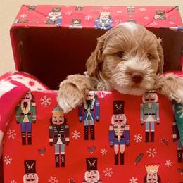 Milton - Goldendoodle puppy from Furever Doodle