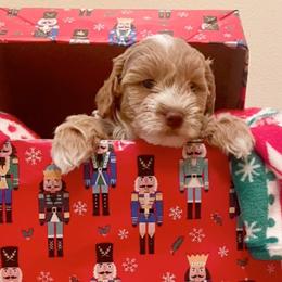 Milton - Goldendoodle puppy from Furever Doodle