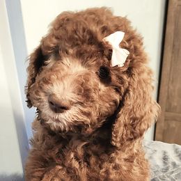 Aussiedoodles from Mattingly's Doodles