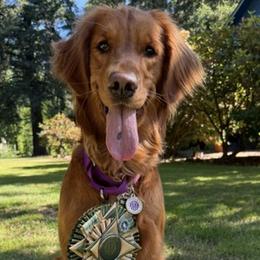 Aurora - Golden Retriever