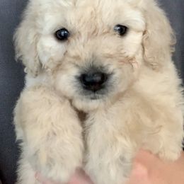 Goldendoodle Puppies from Blue Valley Goldendoodles