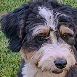 Peaches - Bernedoodle