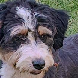 Peaches - Bernedoodle