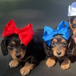Fin - Black and cream female Dachshund puppy in Owensboro, Kentucky from Neens Weens Kennels