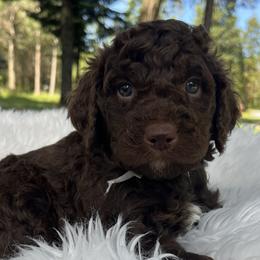 Aussiedoodles and Poodles from Doodle & Poodle Palace