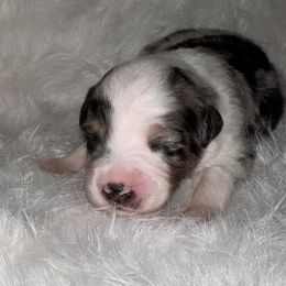 Boy 1 - Blue merle Toy Australian Shepherd puppy in Corydon, Indiana from Arbuckle’s Lookin Good Aussies (LGA)