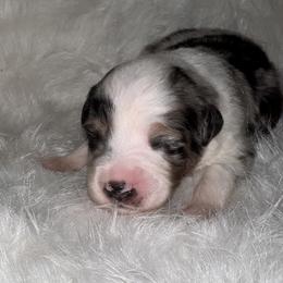 Boy 1 - Blue merle Toy Australian Shepherd puppy in Corydon, Indiana from Arbuckle’s Lookin Good Aussies (LGA)