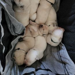 Labrador Retriever Puppies from Texas Finest English Labradors