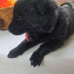 Green Collar Male - Black male German Shepherd puppy in Cadet, Missouri from Working Valley Shepherds