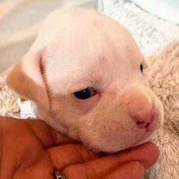 Frankie - White male Boxer puppy in Evington, Virginia from Boxer Tails