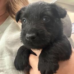Linus - Black male Scottish Terrier puppy in Crossville, Tennessee from Cavern Kennels
