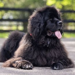 Newfoundlands from perch farm