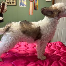 TopBrass' Girl Code 'Stevie' - Slate female Chinese Crested puppy in Auburn, Kansas from TopBrass Kennels