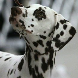 Dalmatians from Diamond D Dalmatians