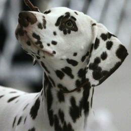 Dalmatians from Diamond D Dalmatians