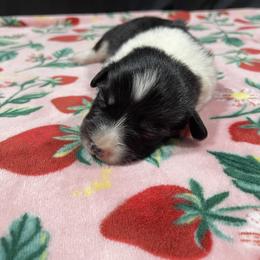 Tulip - Black and tan female Pembroke Welsh Corgi puppy in Barstow, California from Caldwell’s Corgis of Southern California