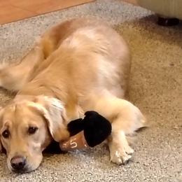 Golden Retrievers from Agnes Vandegrift
