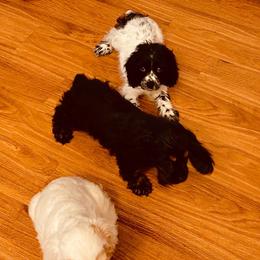 Cocker Spaniel Puppies from Angelic Cocker’s