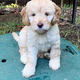 Australian Labradoodle Puppies from Charlotte Labradoodles