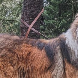 Collies from Romany Collies