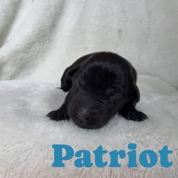 Patriot - Black male Labrador Retriever puppy in Lucasville, Ohio from Backwoods Labradors