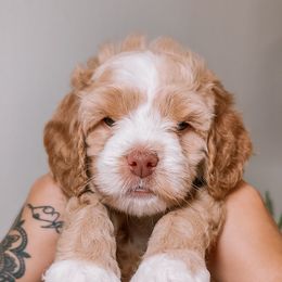 Sherbert Swirl - Cream female Australian Labradoodle puppy in Valley Springs, California from Blue Denim Doodles