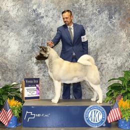 Stella - Fawn, black overlay female Akita puppy in South Carolina from Sierra Mountain Akitas