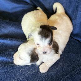 Coton de Tulear puppies from Furever Cotons