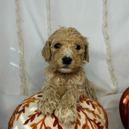 Caramel - Cream female Goldendoodle puppy in Cedartown, Georgia from Loyal Doodles