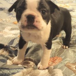 Boston Terrier Puppies from Lotus Life Puppies