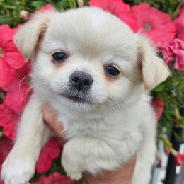 AKC GCHB SIRED FROSTY IN MAINE 3000.00 - Fawn male Chihuahua puppy in Newport, Maine from Pinewood Acres Chihuahuas