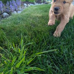 Golden Retriever Puppies from Chrysus Spirit Goldens