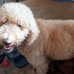 Leia - Goldendoodle