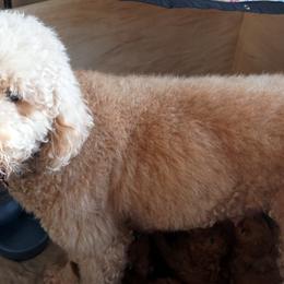 Leia - Goldendoodle