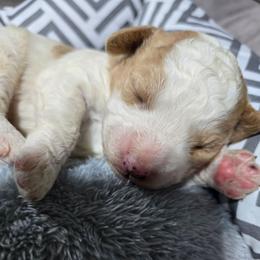 Philip - Blenheim male Cavapoo puppy in Truckee, California from Heavenly Goldendoodles