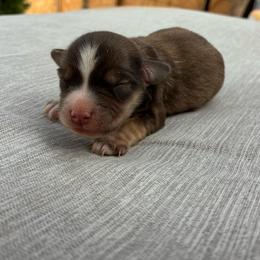 Esme - Liver female Miniature Schnauzer puppy in Menifee, California from Moonshine’s Minis