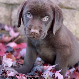 Labrador Retriever Puppies from Valley View English Labs
