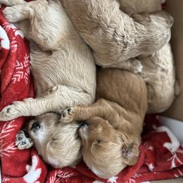 Goldendoodle Puppies from Hilltop Goldendoodles